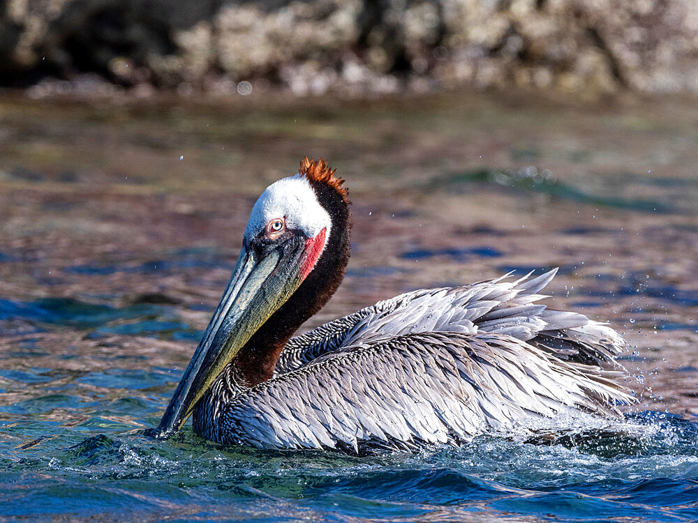 Adult brown pelican (Pelecanus occidentalis) cleaning, Isla San Ildefonso, Baja California Sur, Mexico, North America