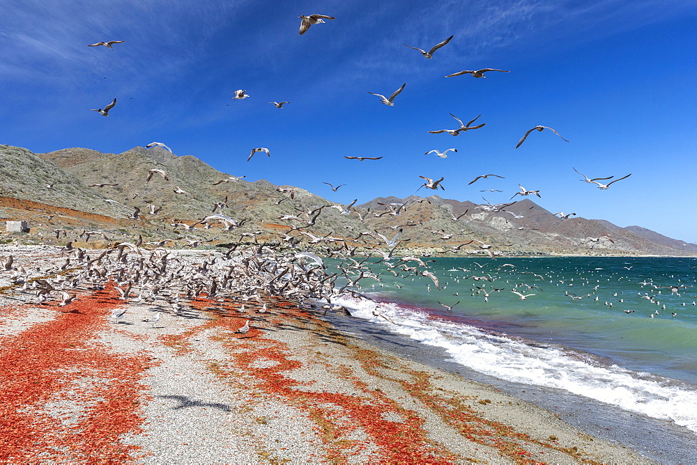 California gulls (Larus californicus) feeding on tuna crabs, Isla Magdalena, Baja California Sur, Mexico, North America