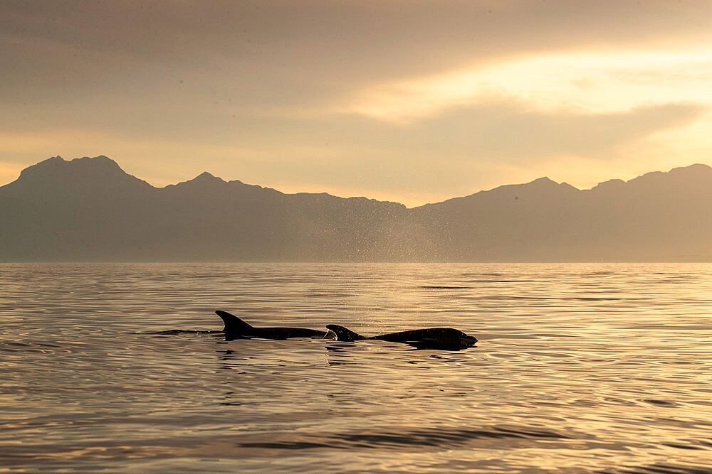 Adult bottlenose dolphins (Tursiops truncatus) surfacing near Isla Santa Catalina, Baja California Sur, Mexico, North America