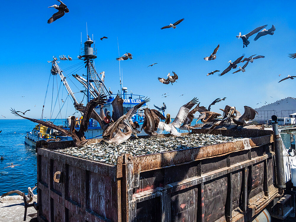 Brown pelicans (Pelecanus occidentalis) at a sardine processing plant, Puerto San Carlos, Baja California Sur, Mexico, North America