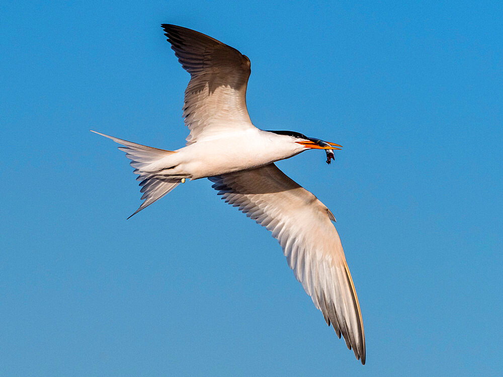 Elegant tern (Thalasseus elegans) in flight with a small fish at breeding colony on Isla Rasa, Baja California, Mexico, North America