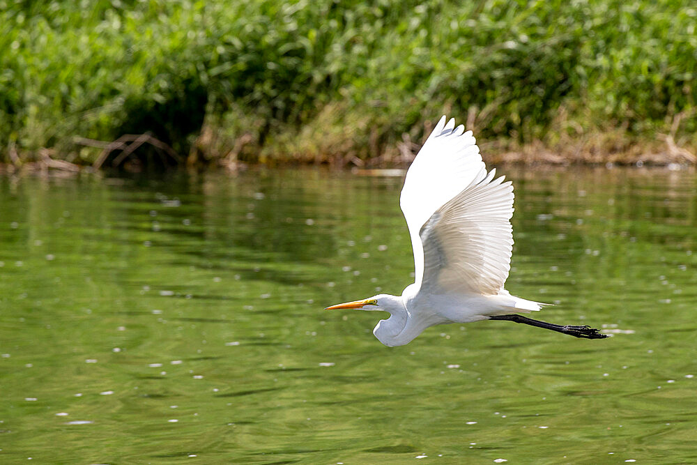 An adult great egret (Ardea alba) in flight in San Jose del Cabo, Baja California Sur, Mexico, North America