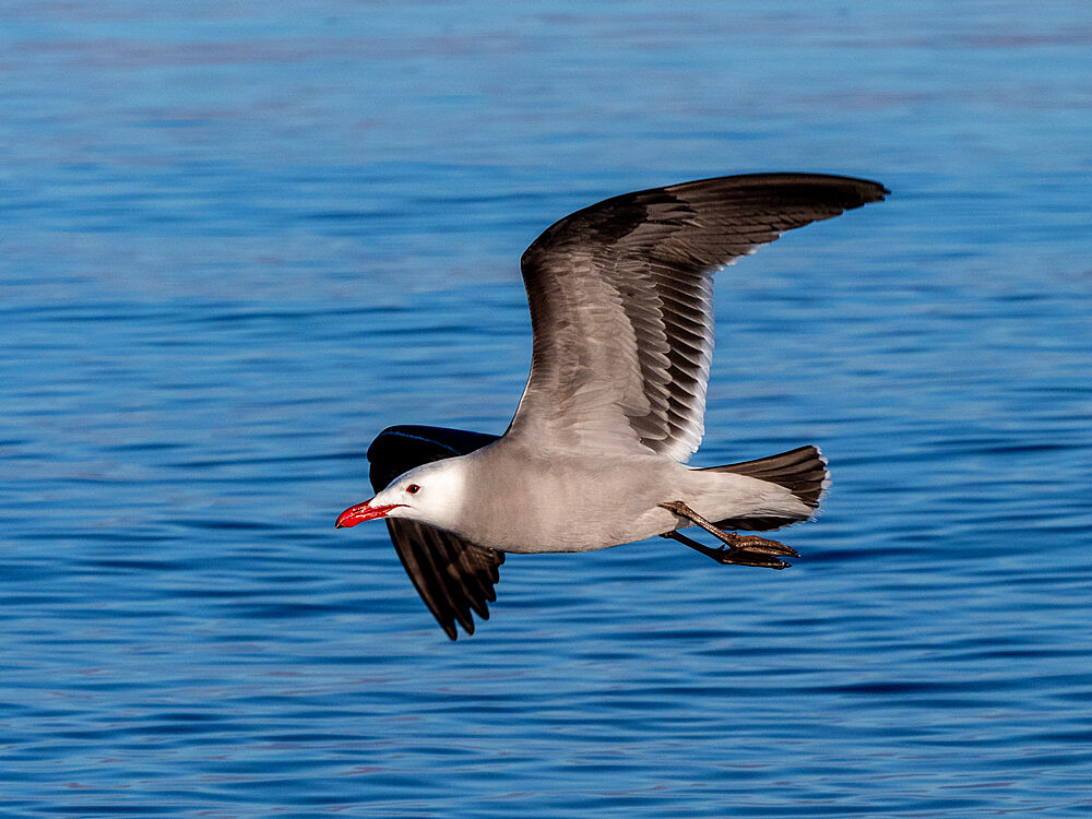 Adult Heermann's gull (Larus heermanni), in flight near Isla Rasa, Baja California, Mexico, North America