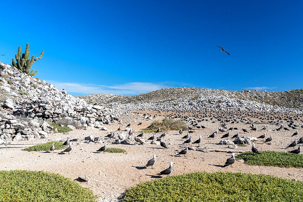 Heermann's gull (Larus heermanni) breeding colony in the inner lagoon at Isla Rasa, Baja California, Mexico, North America