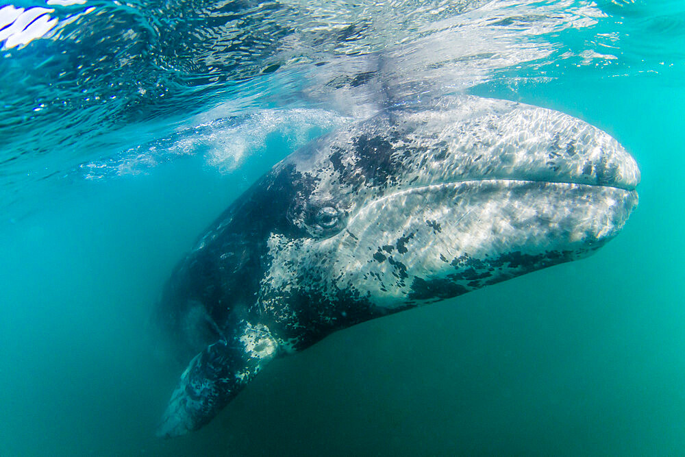 California gray whale calf (Eschrichtius robustus) underwater, San Ignacio Lagoon, Baja California Sur, Mexico, North America