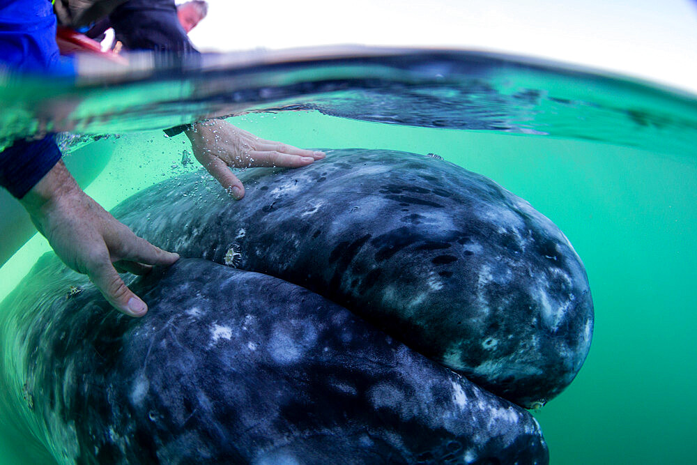 California gray whale calf (Eschrichtius robustus), with human hands, San Ignacio Lagoon, Baja California Sur, Mexico, North America