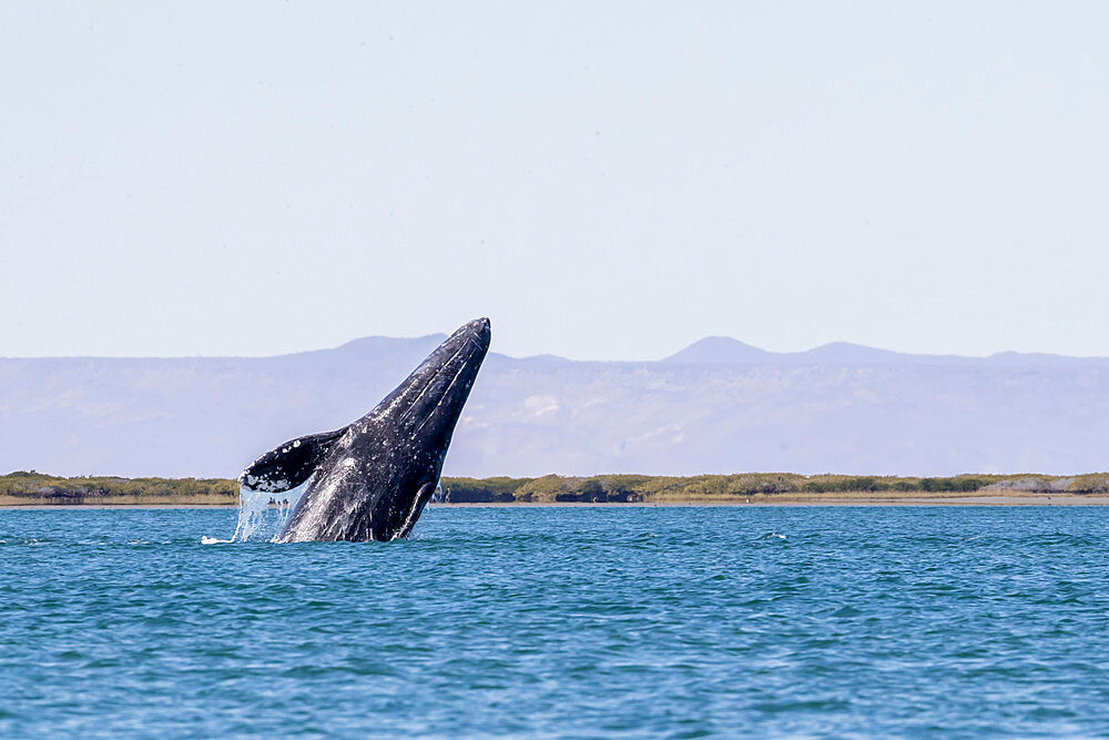 California gray whale calf (Eschrichtius robustus) breaching in San Ignacio Lagoon, Baja California Sur, Mexico, North America