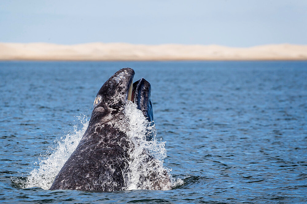 California gray whale calf (Eschrichtius robustus), head-lunging in San Ignacio Lagoon, Baja California Sur, Mexico, North America