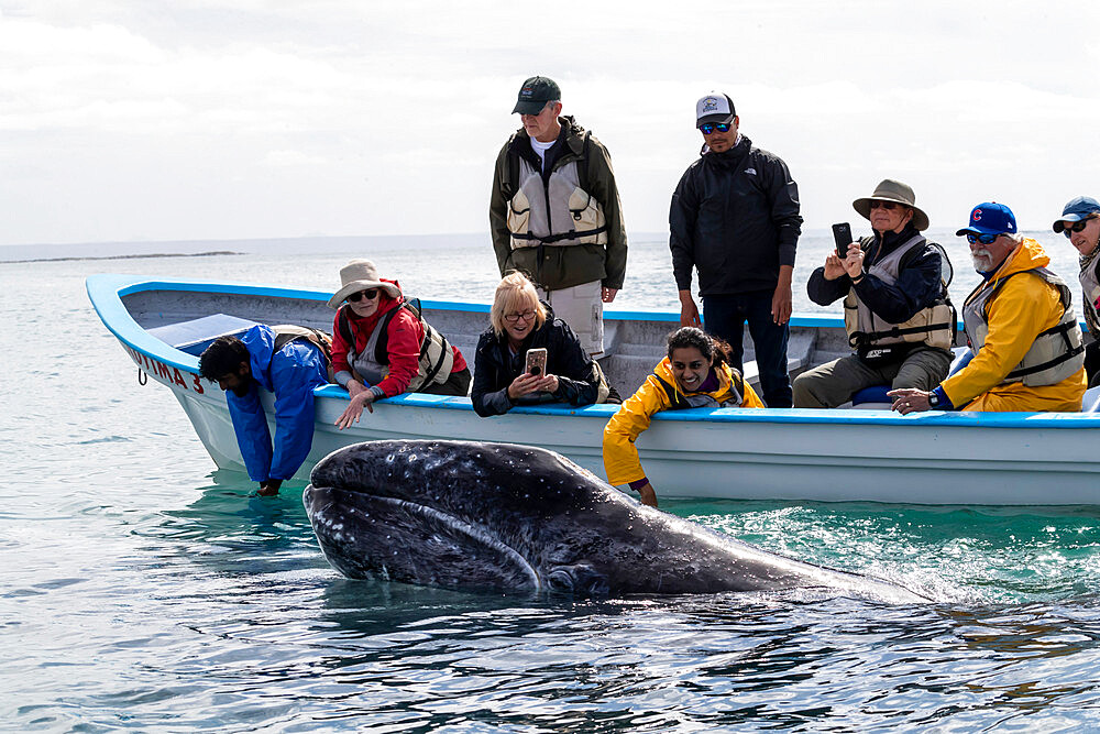 Whale watchers with California gray whale (Eschrichtius robustus), San Ignacio Lagoon, Baja California Sur, Mexico, North America