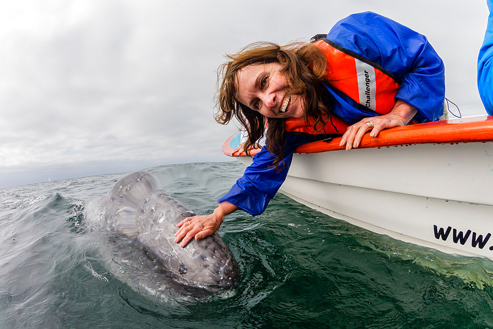 Whale watcher with California gray whale (Eschrichtius robustus), San Ignacio Lagoon, Baja California Sur, Mexico, North America