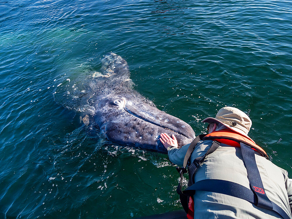 Whale watcher with California gray whale (Eschrichtius robustus), San Ignacio Lagoon, Baja California Sur, Mexico, North America