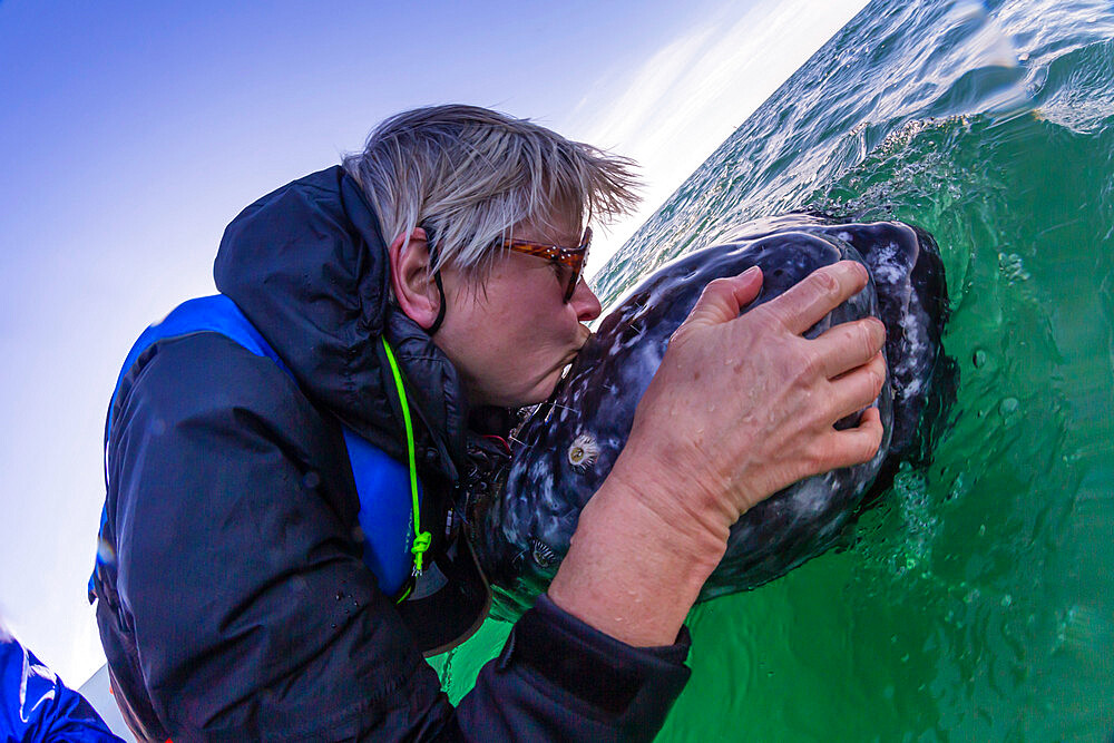 Whale watcher with California gray whale (Eschrichtius robustus), San Ignacio Lagoon, Baja California Sur, Mexico, North America