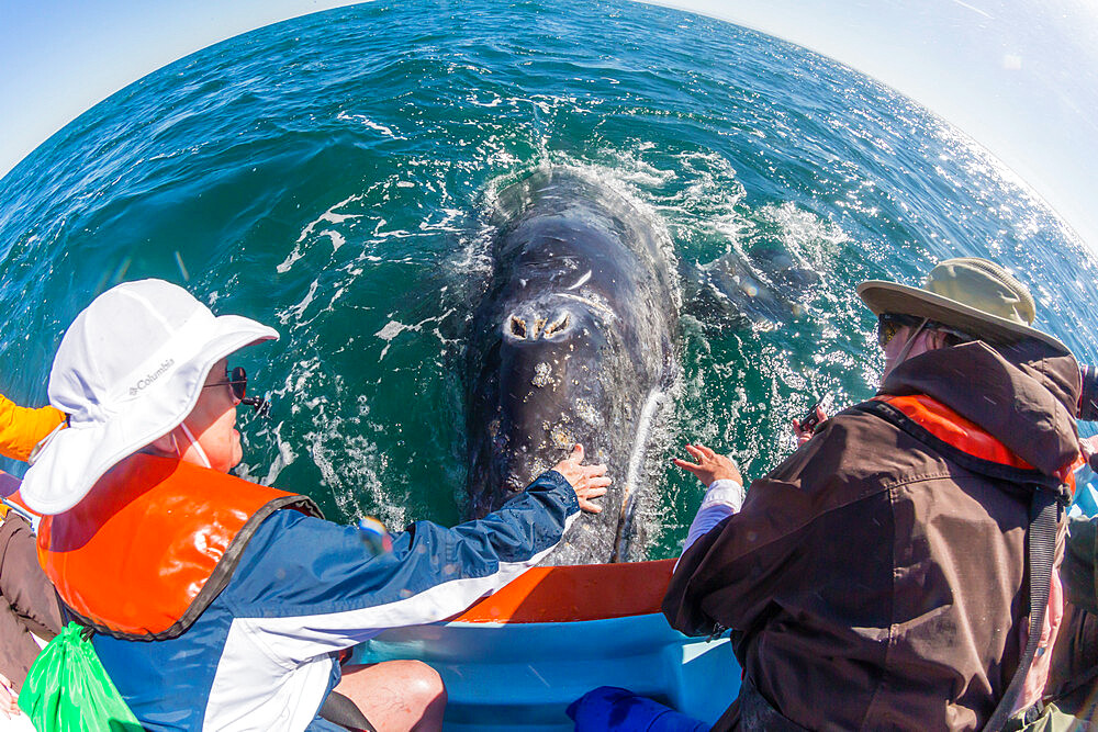 Whale watchers with California gray whale (Eschrichtius robustus), San Ignacio Lagoon, Baja California Sur, Mexico, North America