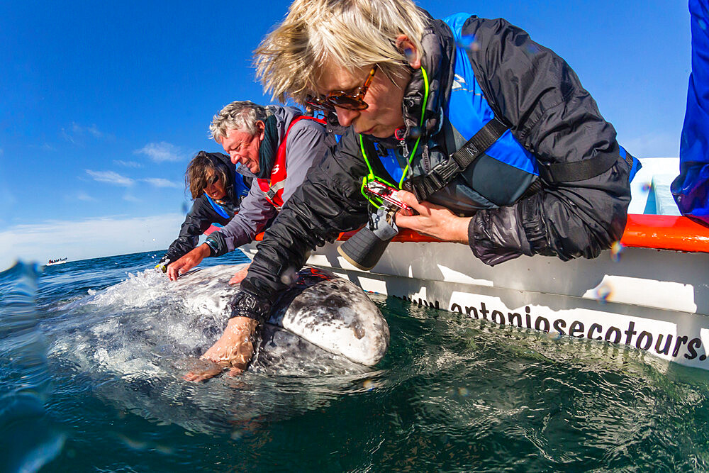 Whale watchers with California gray whale (Eschrichtius robustus), San Ignacio Lagoon, Baja California Sur, Mexico, North America