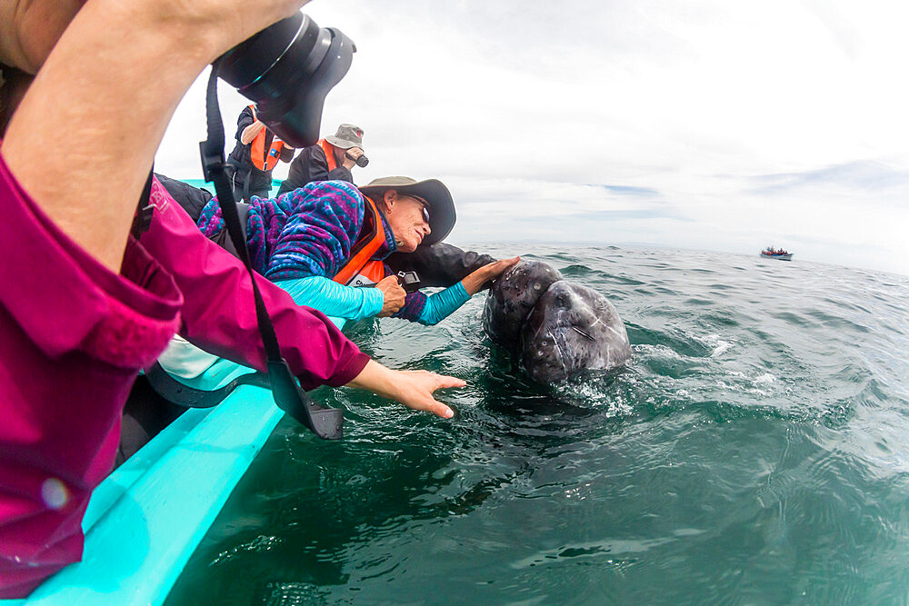 Whale watchers with California gray whale (Eschrichtius robustus), San Ignacio Lagoon, Baja California Sur, Mexico, North America