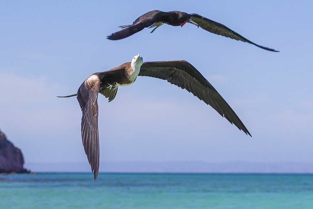 Juvenile magnificent frigatebird (Fregata magnificens), in flight, Isla del Espiritu Santo, Baja California Sur, Mexico, North America