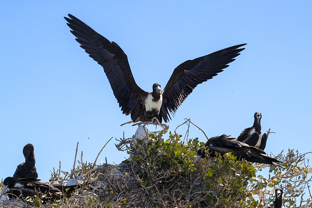 Adult female magnificent frigatebird (Fregata magnificens), on nest, Isla del Espiritu Santo, Baja California Sur, Mexico, North America