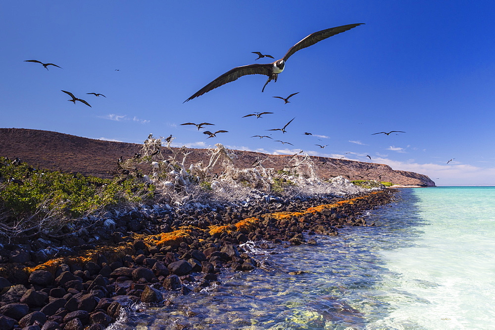 Magnificent frigatebird (Fregata magnificens), breeding colony in Bahia Gabriel, Isla del Espiritu Santo, Baja California Sur, Mexico, North America