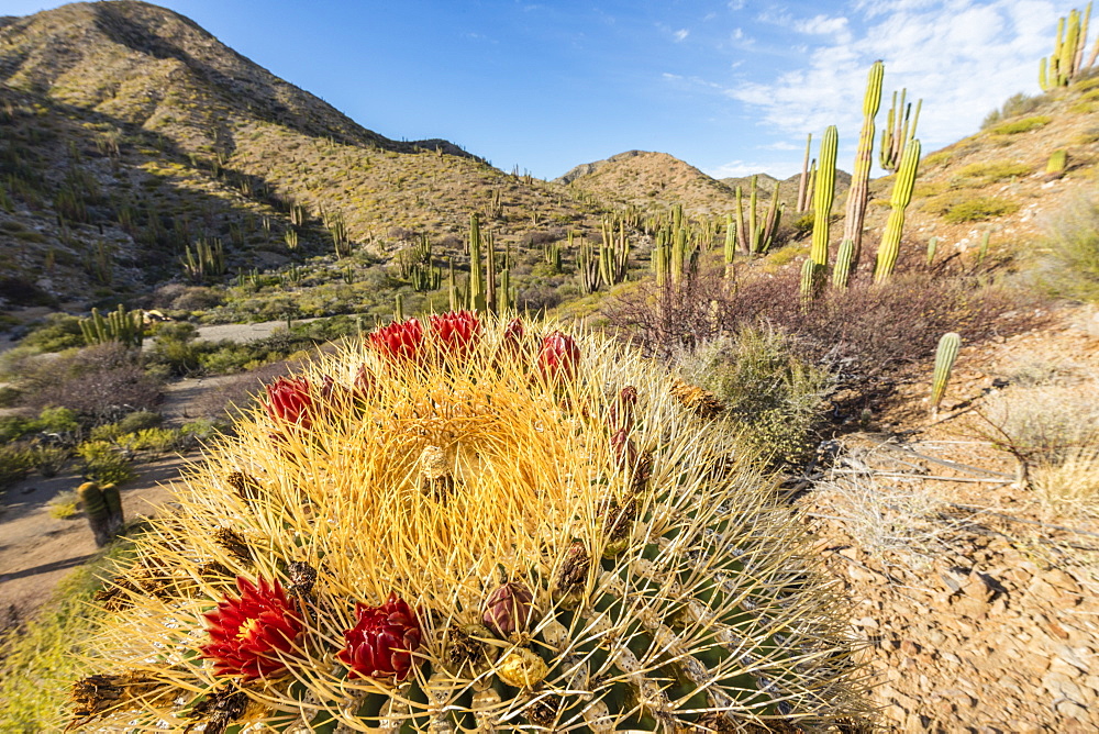 Endemic giant barrel cactus (Ferocactus diguetii) on Isla Santa Catalina, Baja California Sur, Mexico, North America