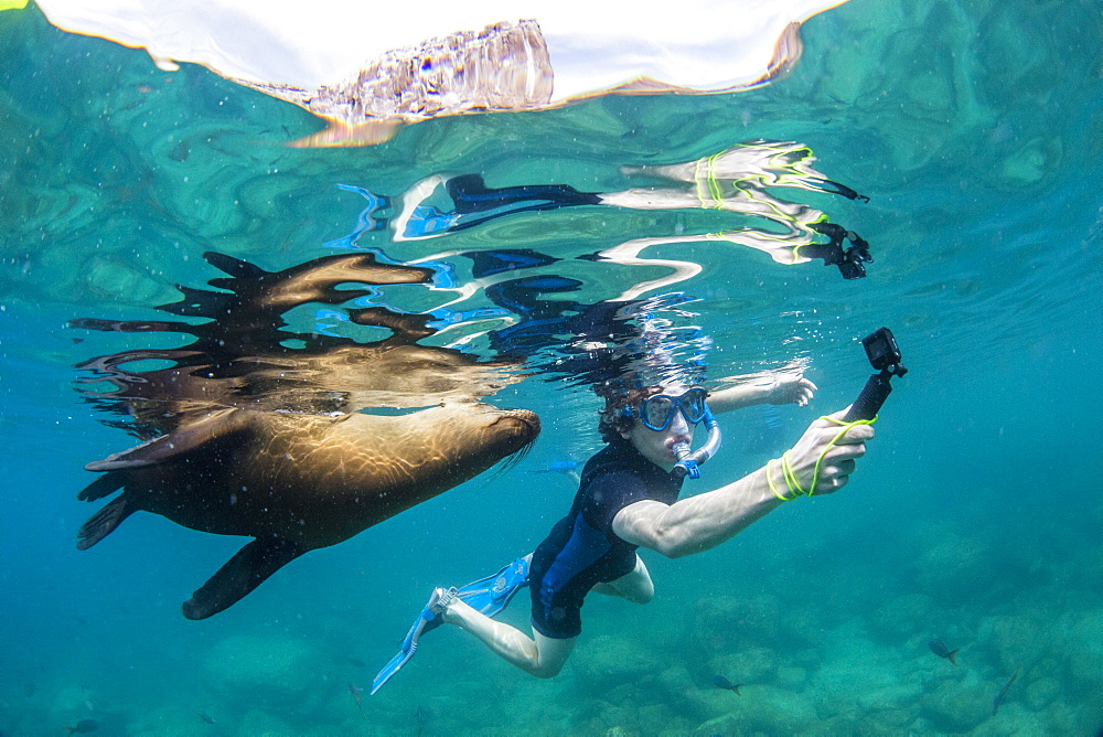 California sea lion (Zalophus californianus), with photographer at Los Islotes, Baja California Sur, Mexico, North America