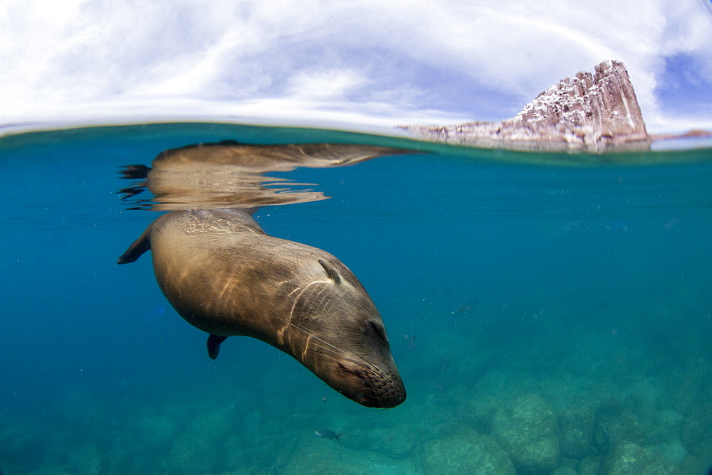 California sea lion (Zalophus californianus), underwater at Los Islotes, Baja California Sur, Mexico, North America