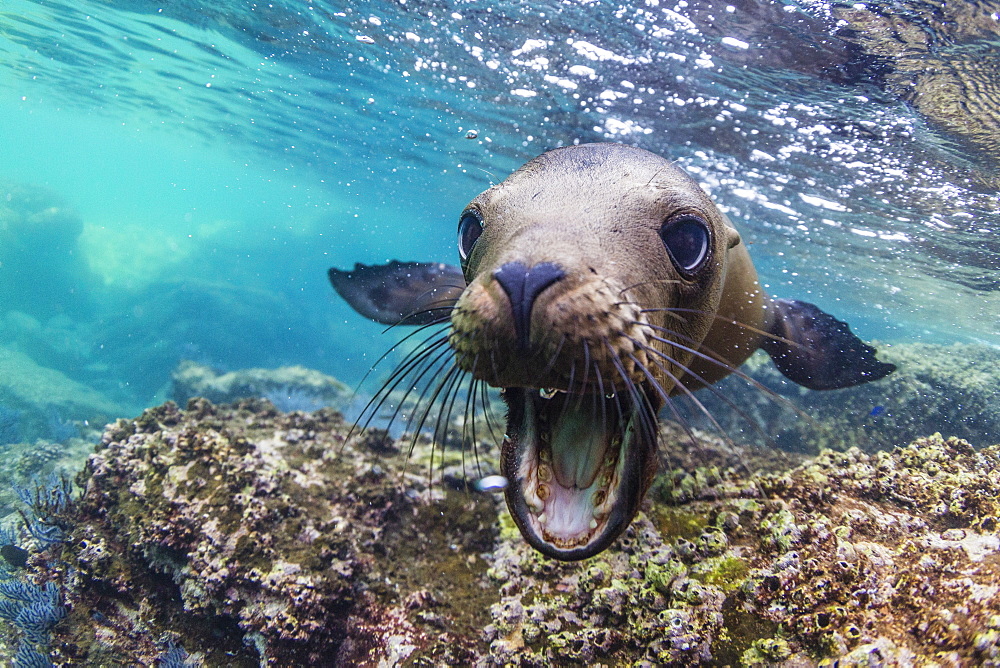 California sea lion (Zalophus californianus), underwater at Los Islotes, Baja California Sur, Mexico, North America