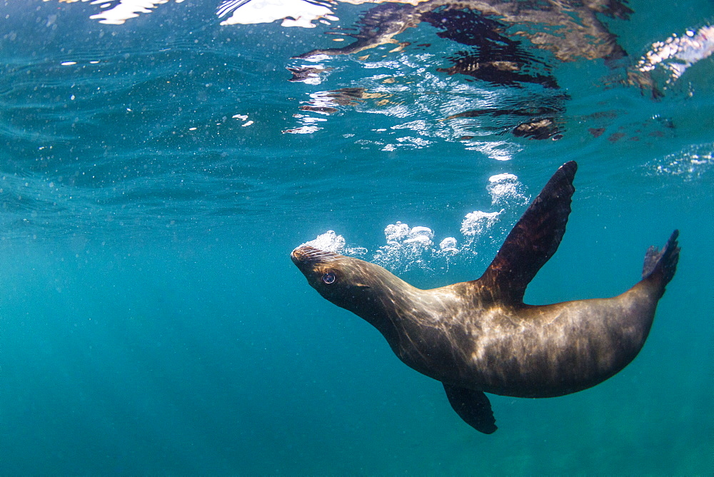 California sea lion (Zalophus californianus), underwater at Los Islotes, Baja California Sur, Mexico, North America