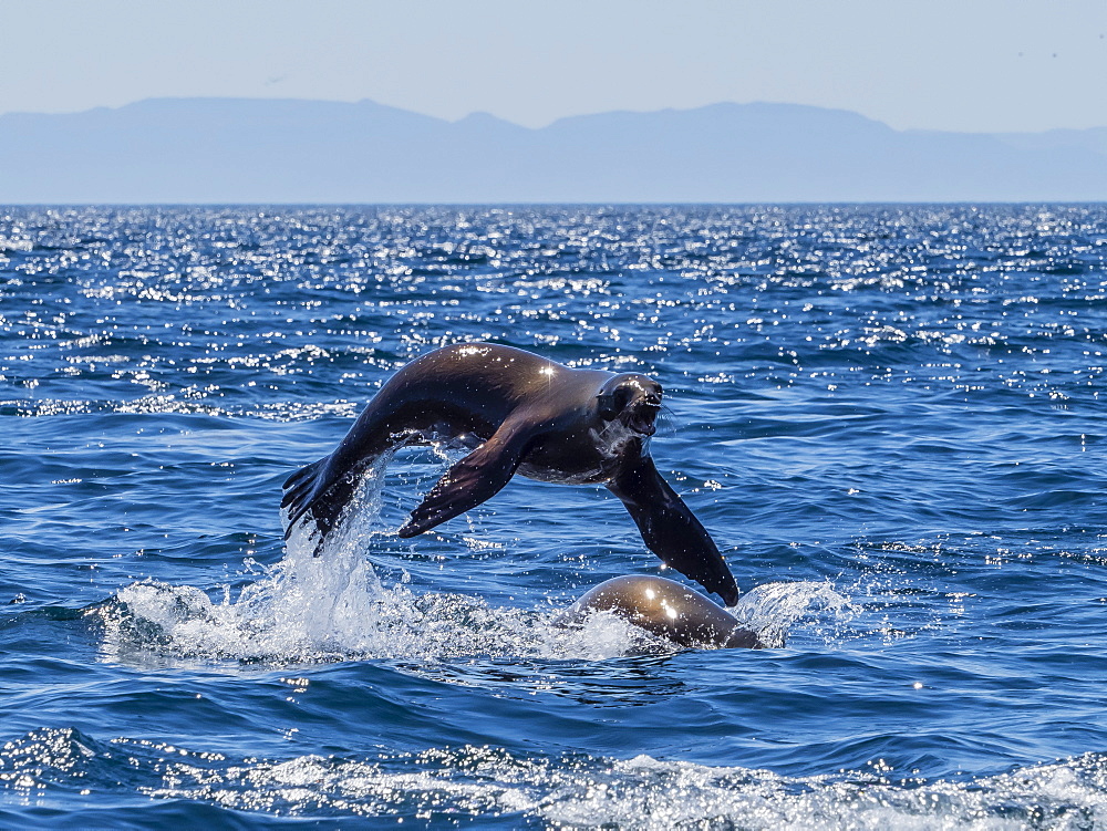 California sea lions (Zalophus californianus), porpoising at Isla San Pedro Martir, Baja California, Mexico, North America