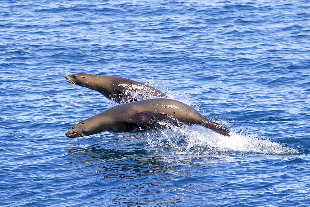 California sea lions (Zalophus californianus), porpoising at Isla San Pedro Martir, Baja California, Mexico, North America