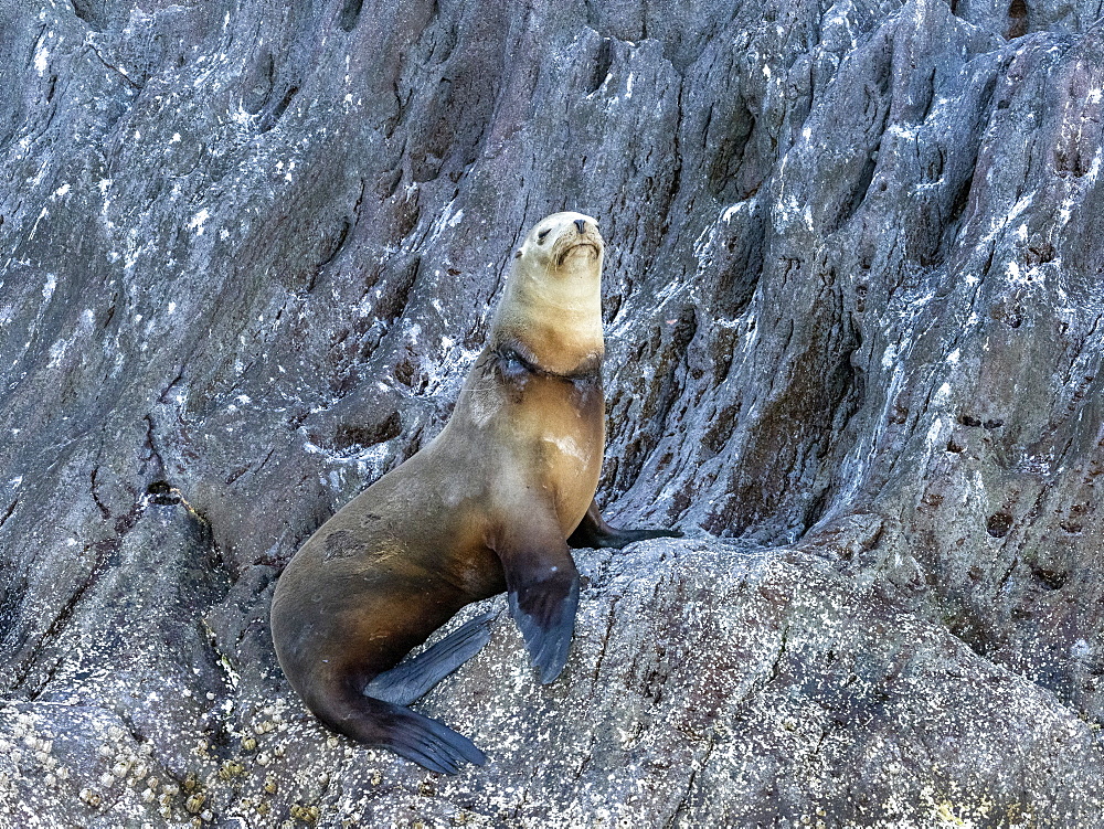 California sea lion (Zalophus californianus), with fishing net around its neck, Isla San Pedro Martir, Baja California, Mexico, North America