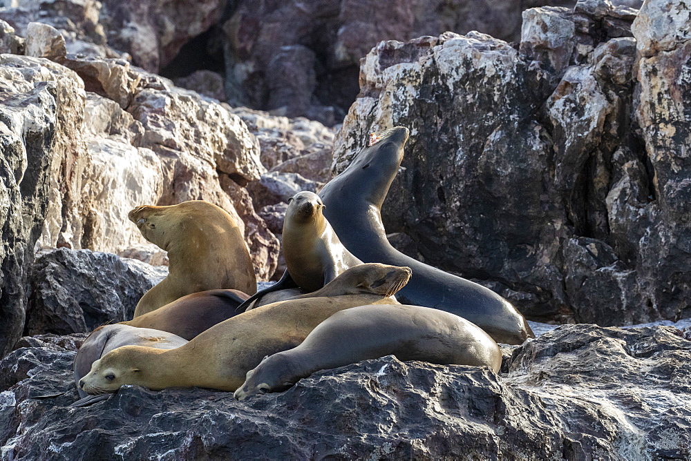 California sea lions (Zalophus californianus), at Isla San Pedro Martir, Baja California, Mexico, North America