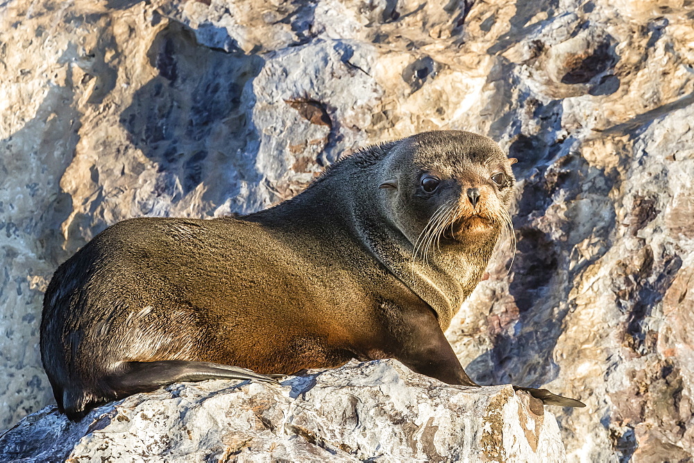 Guadalupe fur seal (Arctocephalus townsendi), hauled out on Isla Rasita, Baja California, Mexico, North America