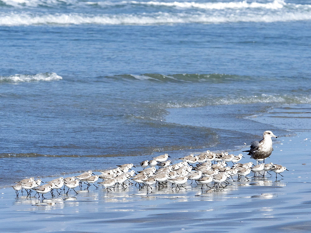 A flock of sanderlings (Calidris alba), on the beach at Isla Magdalena, Baja California Sur, Mexico, North America