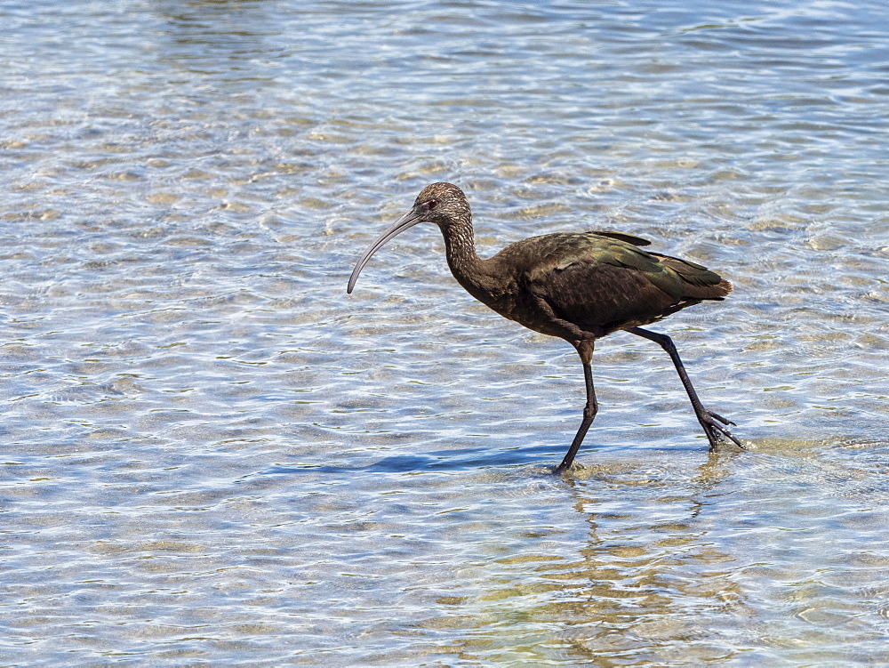 Adult white-faced ibis (Plegadis chihi), foraging in tidal estuary, San Jose del Cabo, Baja California Sur, Mexico, North America