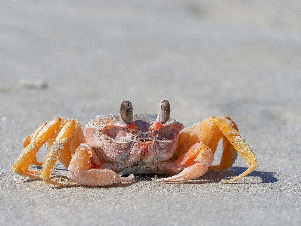 Adult ghost crab (Ocypode spp), on the beach at Isla Magdalena, Baja California Sur, Mexico, North America