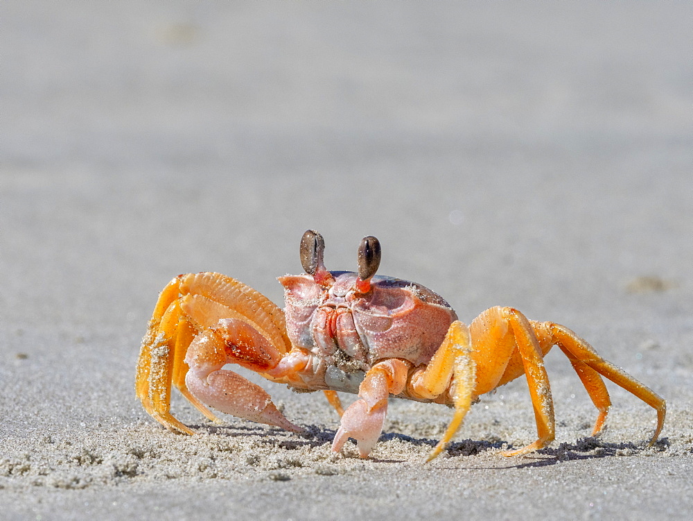 Adult ghost crab (Ocypode spp) on the beach at Isla Magdalena, Baja California Sur, Mexico, North America