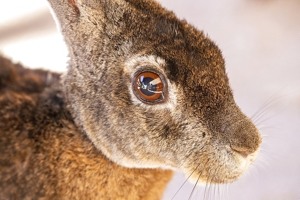 Black jackrabbit (Lepus insularis), endemic only to Isla del Espiritu Santo, Baja California Sur, Mexico, North America