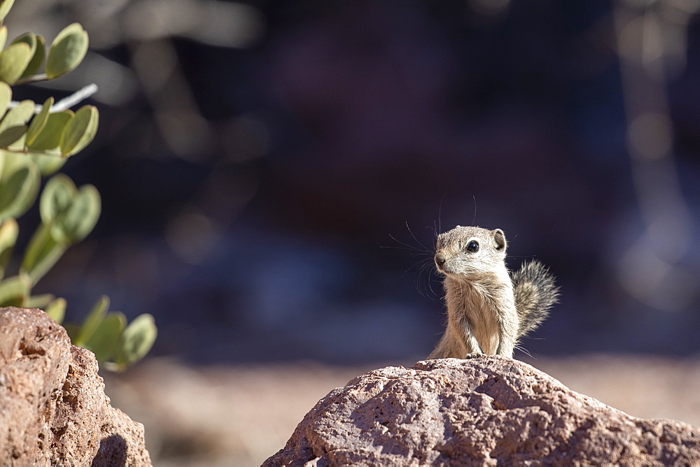 Espiritu Santo antelope squirrel (Ammospermophilus insularis), endemic only to Isla del Espiritu Santo, Baja California Sur, Mexico, North America