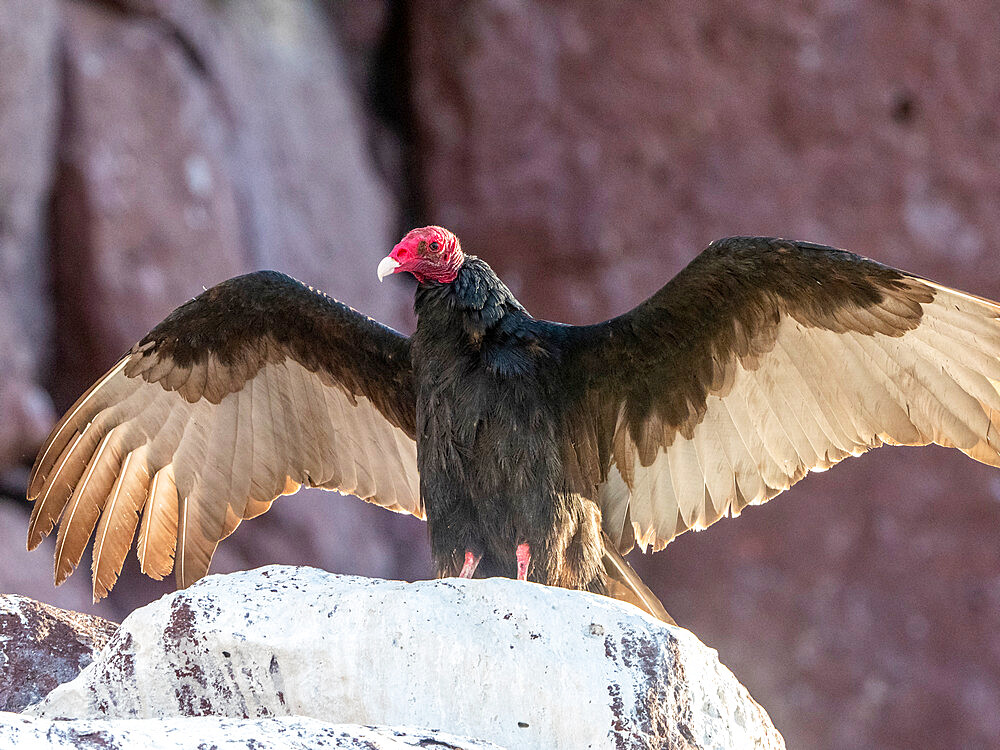 Adult turkey vulture (Cathartes aura), drying its wings at Los Islotes, Baja California Sur, Mexico, North America