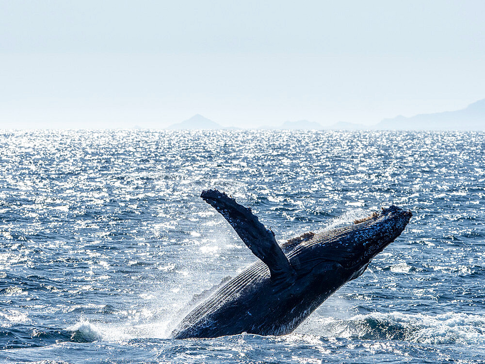 Adult humpback whale (Megaptera novaeangliae), breaching, San Jose del Cabo, Baja California Sur, Mexico, North America