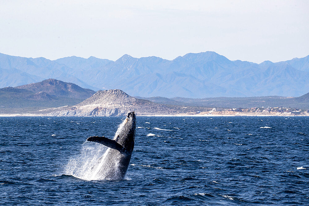 Adult humpback whale (Megaptera novaeangliae), breaching, San Jose del Cabo, Baja California Sur, Mexico, North America