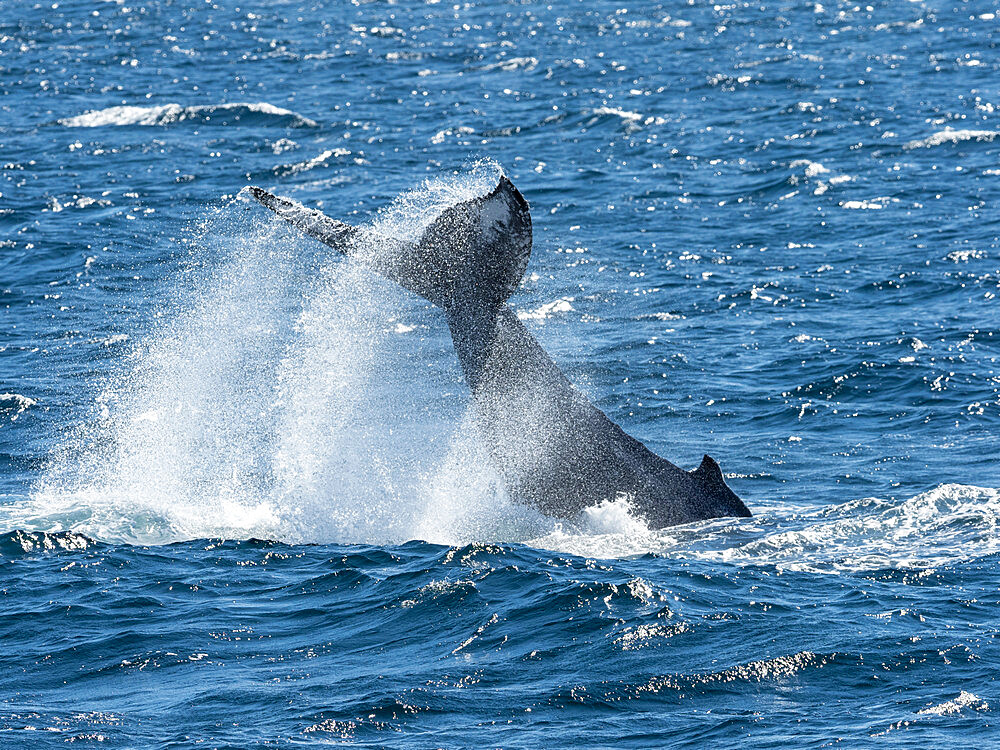 Adult humpback whale (Megaptera novaeangliae), tail-lobbing, Gorda Banks, Baja California Sur, Mexico, North America