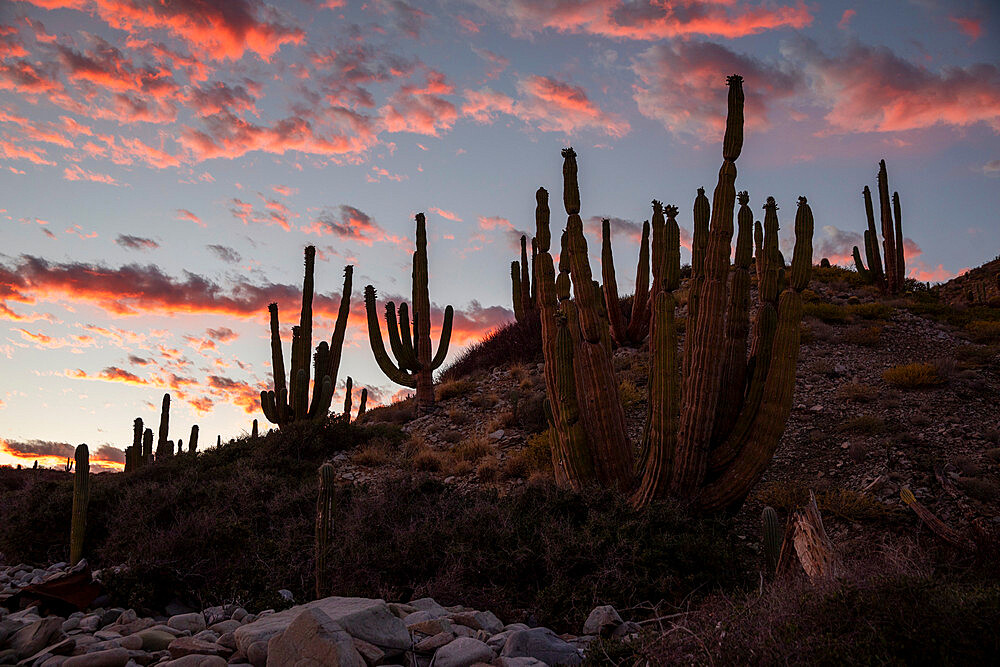 Mexican giant cardon cactus (Pachycereus pringlei), at sunset on Isla Santa Catalina, Baja California, Mexico, North America