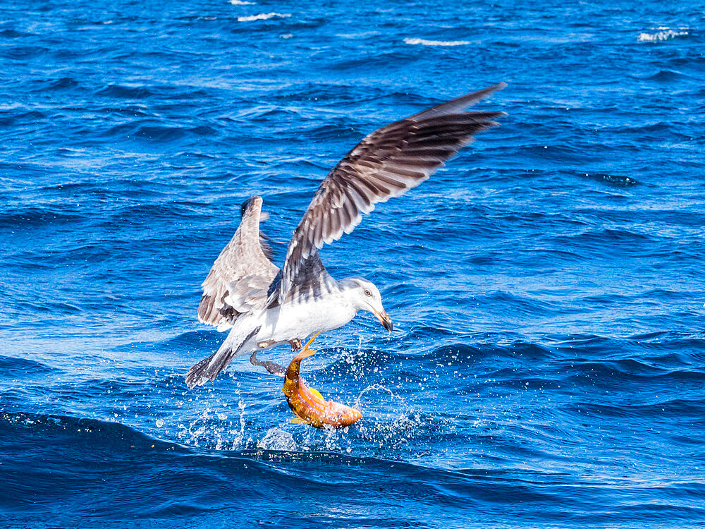 Juvenile yellow-footed gull (Larus livens), eating a goatfish, Isla San Ildefonso, Baja California, Mexico, North America