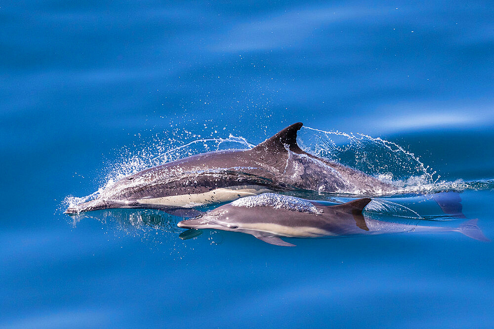 Long-beaked common dolphin (Delphinus capensis), mother and calf, Los Islotes, Baja California Sur, Mexico, North America