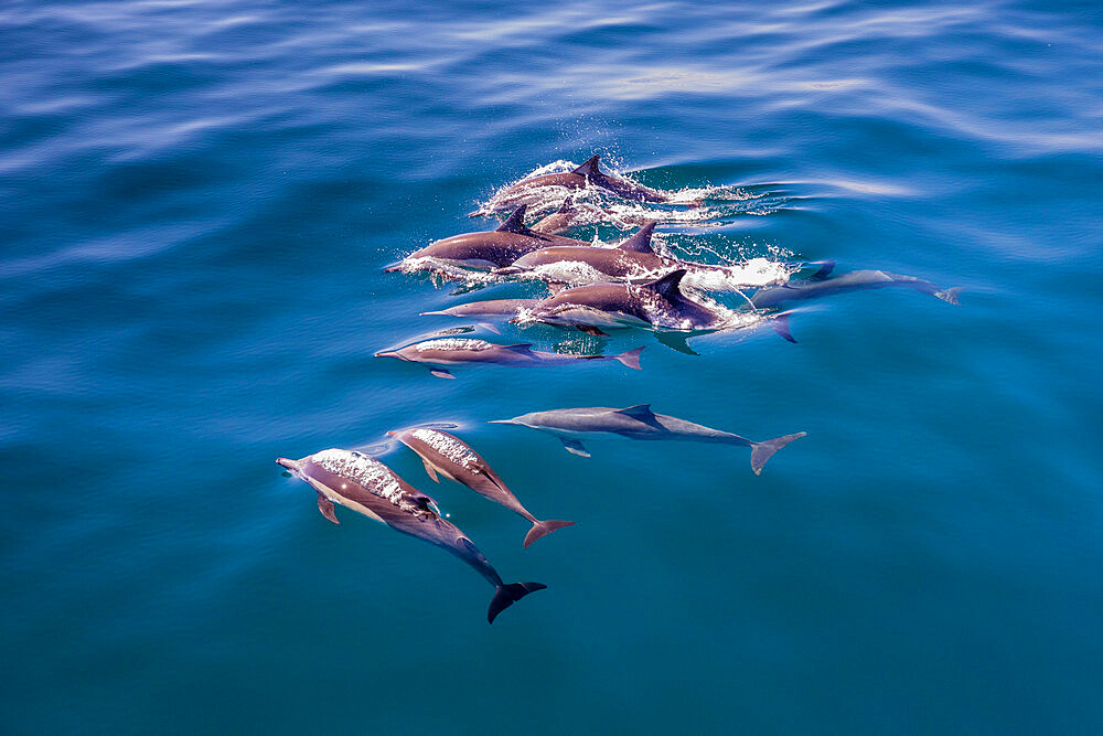 Long-beaked common dolphin pod (Delphinus capensis), surfacing, Los Islotes, Baja California Sur, Mexico, North America