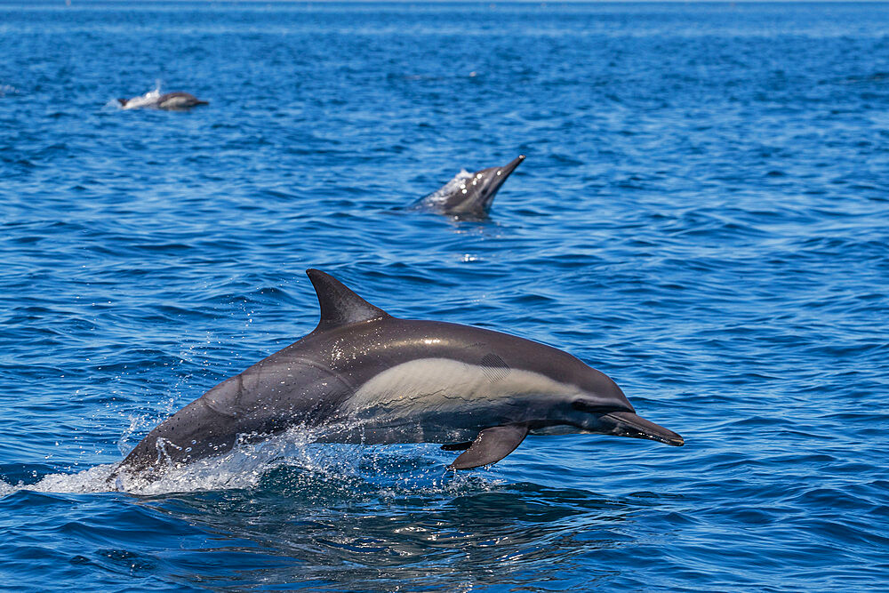 Adult long-beaked common dolphin (Delphinus capensis) leaping in Loreto Bay National Park, Baja California Sur, Mexico, North America