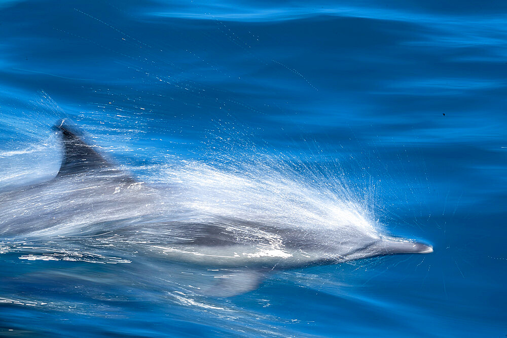 Motion blur of long-beaked common dolphin (Delphinus capensis), Puerto Gatos, Baja California Sur, Mexico, North America