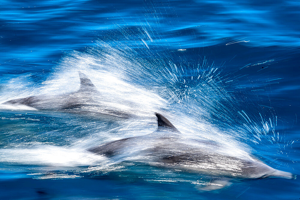 Motion blur of long-beaked common dolphins (Delphinus capensis), Puerto Gatos, Baja California Sur, Mexico, North America