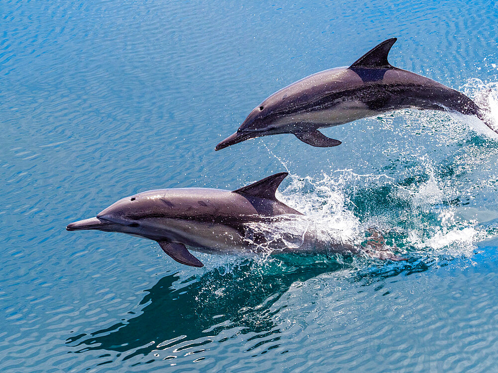 Long-beaked common dolphins (Delphinus capensis), leaping, Isla San Pedro Esteban, Baja California, Mexico, North America